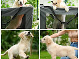 Собаки, щенята Золотистий ретрівер, ціна 20000 Грн., Фото