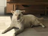 Собаки, щенята Акіта-іну, ціна 4000 Грн., Фото