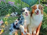 Собаки, щенки Австралийская овчарка, цена 65000 Грн., Фото