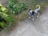 Собаки, щенята Далматин, ціна 5000 Грн., Фото