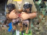 Собаки, щенки Ягдтерьер, цена 500 Грн., Фото