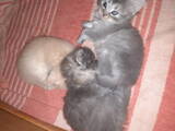 Кішки, кошенята Шотландська короткошерста, ціна 600 Грн., Фото