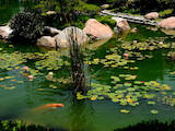 Рибки, акваріуми Водні рослини, ціна 100 Грн., Фото