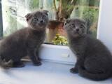 Кішки, кошенята Шотландська висловуха, ціна 500 Грн., Фото