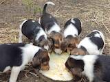 Собаки, щенки Эстонская гончая, цена 1000 Грн., Фото