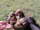 Собаки, щенята Естонський гончак, ціна 1000 Грн., Фото