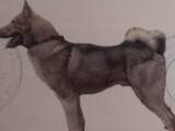 Собаки, щенята Західно-Сибірська лайка, ціна 10 Грн., Фото