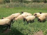 Животноводство,  Сельхоз животные Бараны, овцы, цена 12000 Грн., Фото