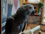 Папуги й птахи Папуги, ціна 35000 Грн., Фото