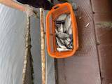 Рыбное хозяйство Рыба живая, мальки, цена 100 Грн., Фото