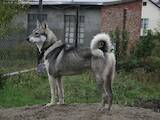 Собаки, щенята Західно-Сибірська лайка, ціна 200 Грн., Фото