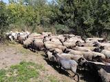Тваринництво,  Сільгосп тварини Барани, вівці, ціна 1500 Грн., Фото