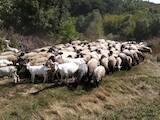Животноводство,  Сельхоз животные Бараны, овцы, цена 1500 Грн., Фото