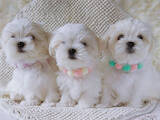 Собаки, щенки Мальтийская болонка, цена 64000 Грн., Фото