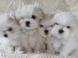Собаки, щенки Мальтийская болонка, цена 64000 Грн., Фото