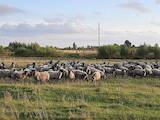 Животноводство,  Сельхоз животные Бараны, овцы, цена 3000 Грн., Фото