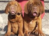 Собаки, щенки Бордосский дог, цена 25000 Грн., Фото