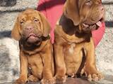 Собаки, щенки Бордосский дог, цена 25000 Грн., Фото