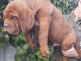 Собаки, щенята Бордоський дог, ціна 25000 Грн., Фото