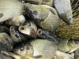 Рыбное хозяйство Рыба живая, мальки, цена 55 Грн., Фото