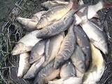Рыбное хозяйство Рыба живая, мальки, цена 65 Грн., Фото