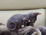 Кішки, кошенята Донський сфінкс, ціна 5000 Грн., Фото