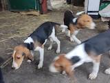 Собаки, щенки Эстонская гончая, цена 1200 Грн., Фото