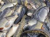 Продовольствие Рыба и рыбопродукты, цена 40 Грн./кг., Фото