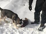 Собаки, щенята Західно-Сибірська лайка, Фото