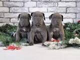 Собаки, щенки Кане Корсо, цена 50000 Грн., Фото