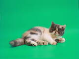 Кішки, кошенята Екзотична короткошерста, ціна 7500 Грн., Фото
