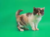 Кішки, кошенята Екзотична короткошерста, ціна 7500 Грн., Фото