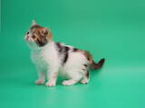 Кошки, котята Экзотическая короткошерстная, цена 2900 Грн., Фото