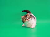 Кошки, котята Экзотическая короткошерстная, цена 2900 Грн., Фото