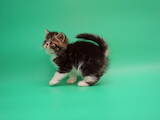 Кішки, кошенята Екзотична короткошерста, ціна 14000 Грн., Фото