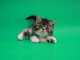 Кошки, котята Экзотическая короткошерстная, цена 14000 Грн., Фото