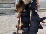 Собаки, щенята Ягдтер'єр, ціна 2500 Грн., Фото