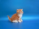 Кішки, кошенята Екзотична короткошерста, ціна 15500 Грн., Фото