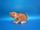 Кошки, котята Экзотическая короткошерстная, цена 15500 Грн., Фото