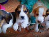 Собаки, щенки Бигль, цена 5000 Грн., Фото