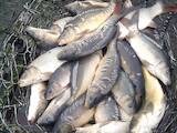 Продовольство Риба і рибопродукти, ціна 35 Грн./кг., Фото