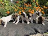 Собаки, щенки Гладкошерстный фокстерьер, цена 8000 Грн., Фото