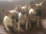 Собаки, щенята Французький бульдог, ціна 8500 Грн., Фото