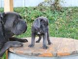 Собаки, щенки Кане Корсо, цена 30000 Грн., Фото