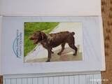 Собаки, щенята Німецька жорсткошерста лягава, ціна 9000 Грн., Фото