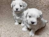 Собаки, щенки Мальтийская болонка, цена 14000 Грн., Фото