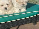 Собаки, щенята Мальтійська болонка, ціна 23000 Грн., Фото
