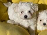 Собаки, щенки Мальтийская болонка, цена 23000 Грн., Фото