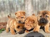 Собаки, щенки Шарпей, цена 5000 Грн., Фото