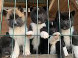 Собаки, щенки Американский акита, цена 14000 Грн., Фото